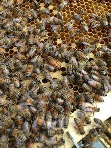 11 mated and laying queen